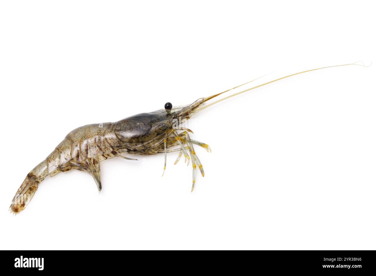 Kawaebi (crevette de rivière japonaise) Banque D'Images