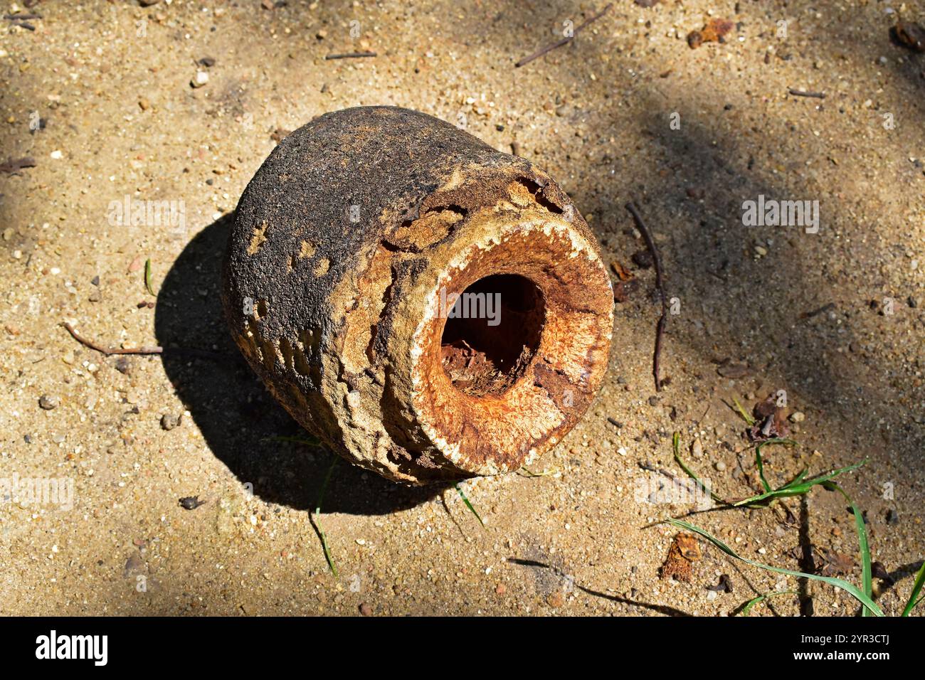 Fruit du pot de singe (Lecythis pisonis) sur le sol Banque D'Images