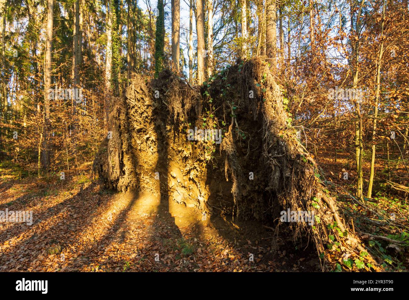 Söding-Sankt Johann : forêt, racine d'épinette, déracinée par le vent : les arbres à racines peu profondes sont menacés lors des tempêtes, surtout lorsqu'ils sont plantés en monoculture Banque D'Images