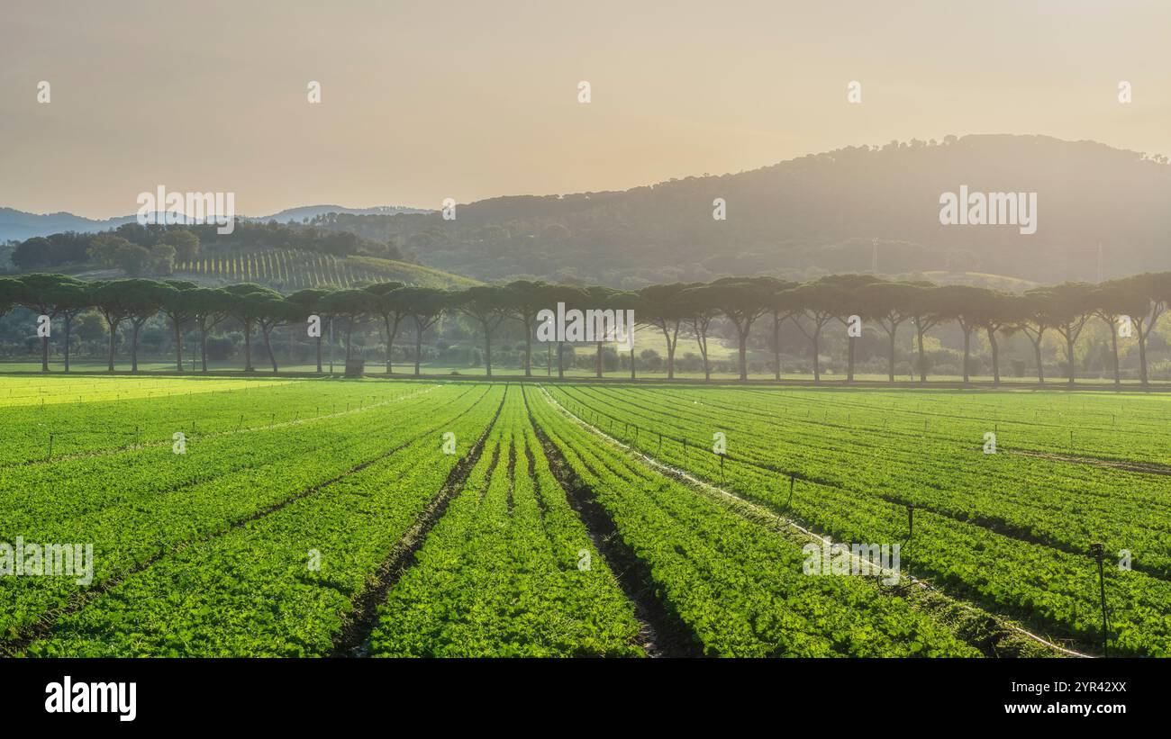 Les champs de salades, la culture des légumes en Maremme et les pins se trouvent au lever du soleil.Castagneto Carducci, Toscane, Italie, Europe Banque D'Images