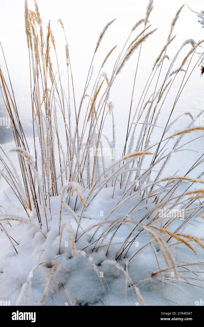 Les herbes ornementales couvertes de gel se dressent sur un fond de neige blanche et douce, créant un paysage hivernal serein Banque D'Images