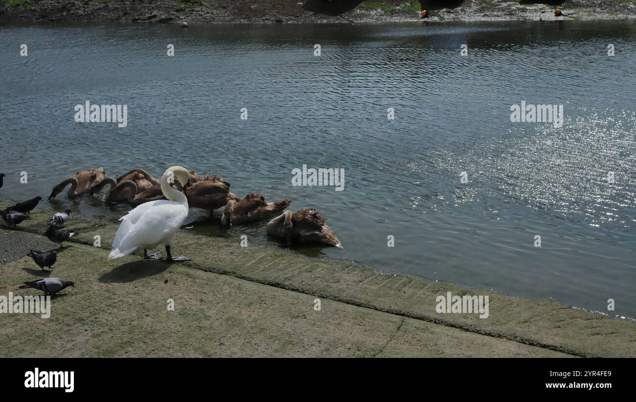 Emsworth, Hampshire, Angleterre. 26 août 2024. Vue grand angle d'un cygne adulte et de cygnets dans le port d'Emsworth. Banque D'Images