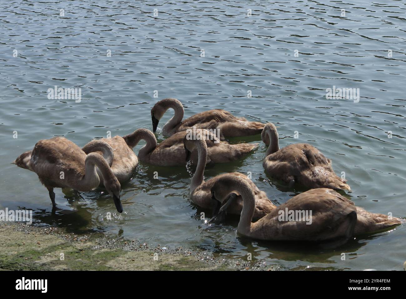 Un groupe de sept cygnets au bord de l'eau, calme les ondulations. Banque D'Images