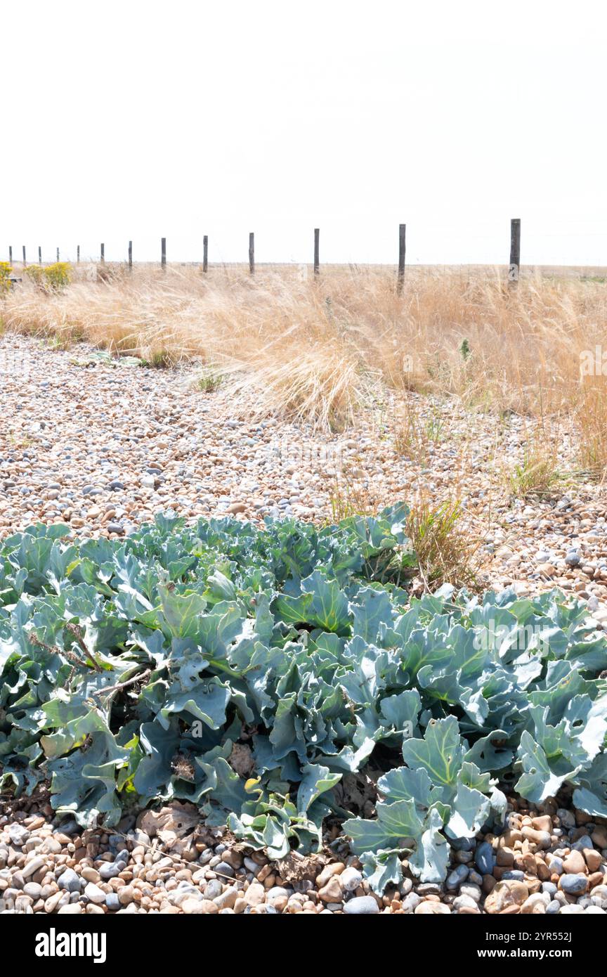 Image surexposée de chou de mer poussant sur une plage de galets à la réserve naturelle de Rye Harbour, East Sussex, par une journée ensoleillée en août Banque D'Images