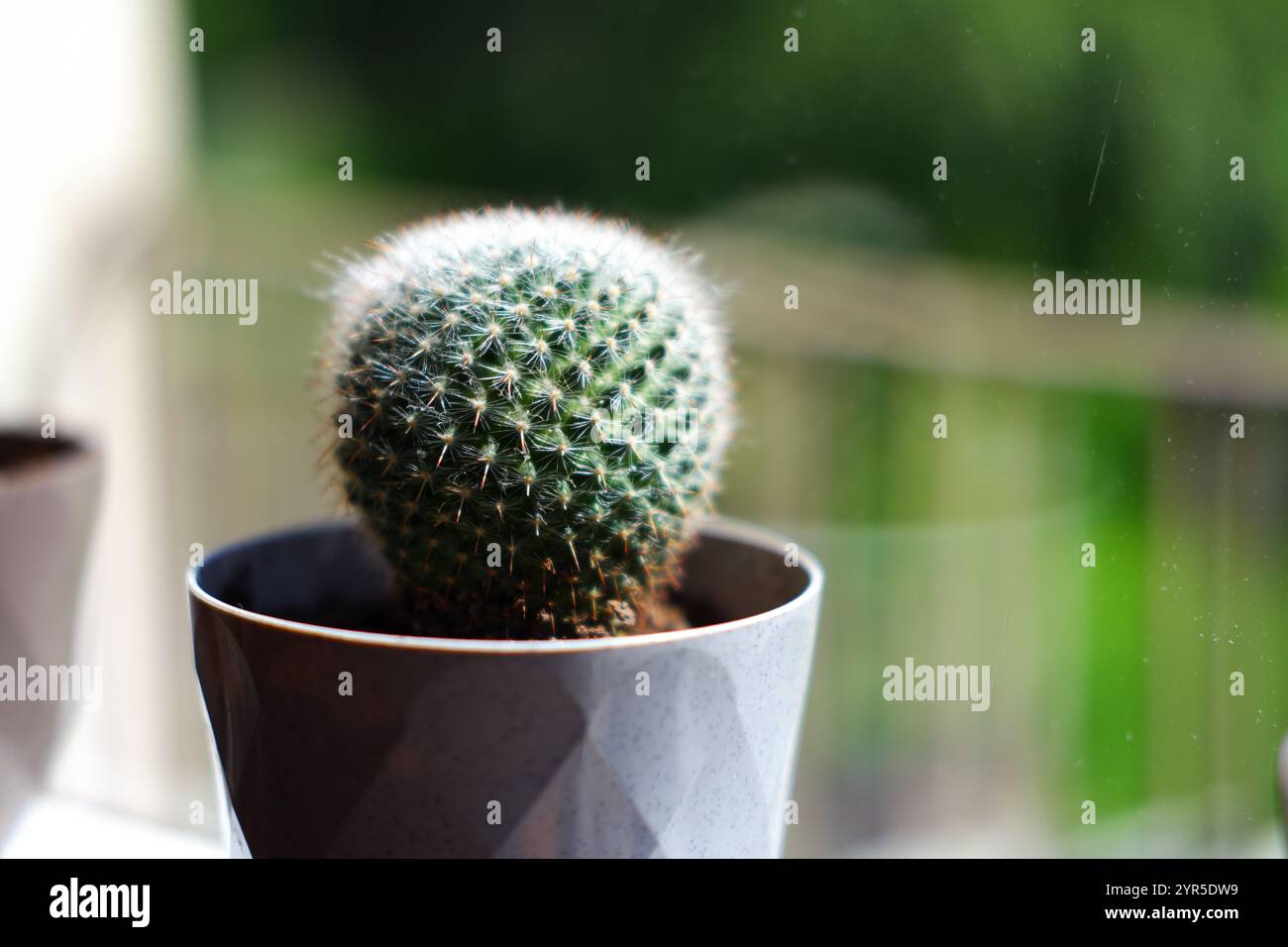 Petit cactus en forme de boule dans un pot à côté de la fenêtre Banque D'Images