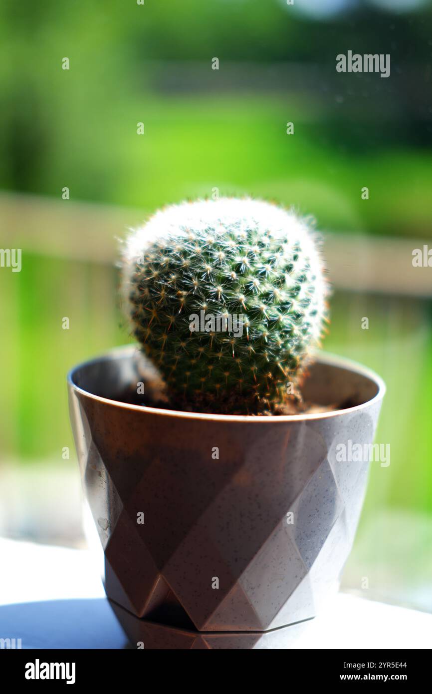 Petit cactus en forme de boule dans un pot à côté de la fenêtre Banque D'Images