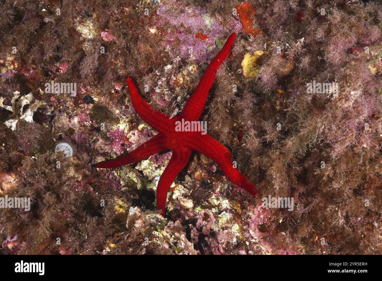 L'étoile de mer orange (Hacelia attenuata) se trouve sur un récif entouré de rochers colorés, site de plongée sec de la jeune Garde, presqu'île de Giens, Provence Alpes Cï¿½ Banque D'Images