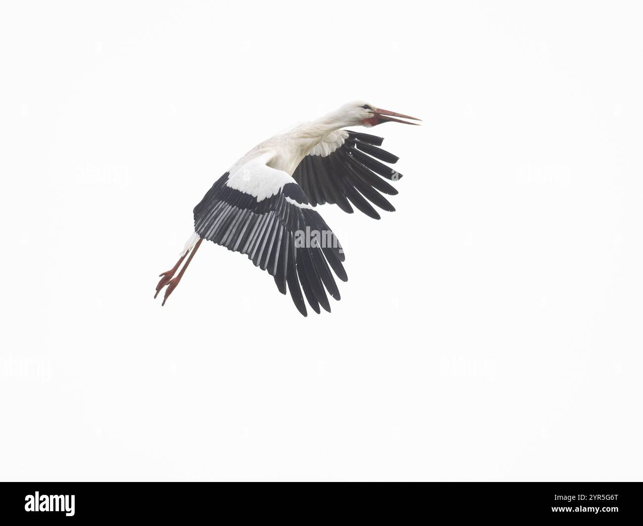 Weissstorch (Ciconia ciconia), im Flug, Vorbereitung zur Landung am Nistplatz, Hesse, Deutschland Banque D'Images