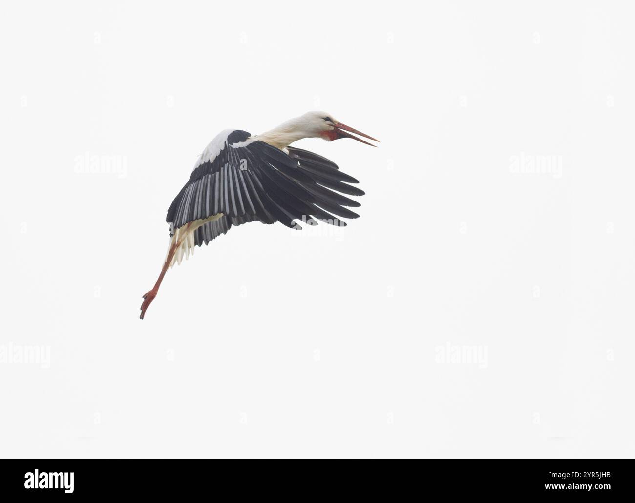 Weissstorch (Ciconia ciconia), im Flug, Vorbereitung zur Landung am Nistplatz, Hesse, Deutschland Banque D'Images