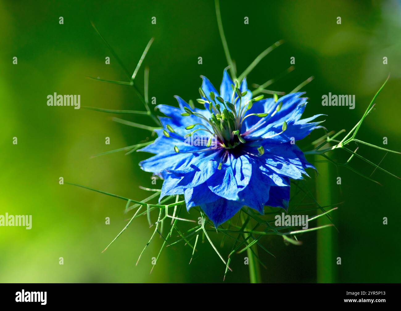 Fleur d'amour dans la brume (Nigella damascena) - une plante de jardin à fleurs annuelle appartenant à la famille des Buttercup Ranunculaceae. Banque D'Images