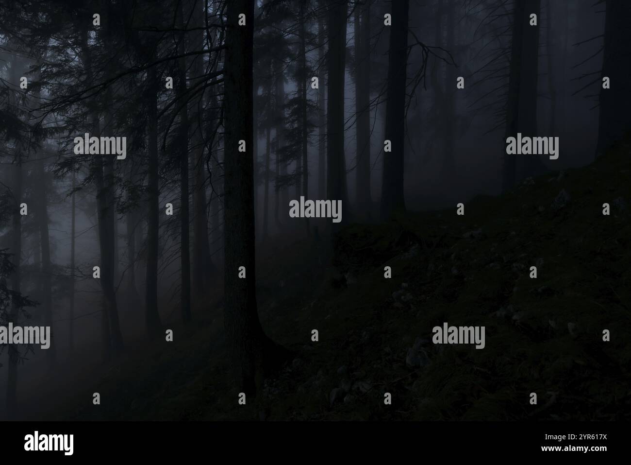 Sombre, brumeux forêt d'épinettes au crépuscule, heure bleue, calme, atmosphère mystique, Alpes de Chiemgau, haute Bavière, Bavière, Allemagne, Europe Banque D'Images