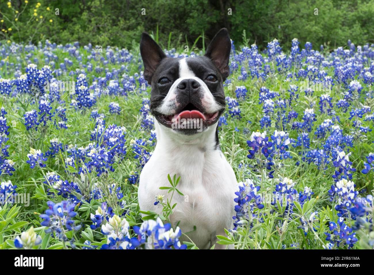 Boston Terrier dans un champ de Bluebonnets Banque D'Images
