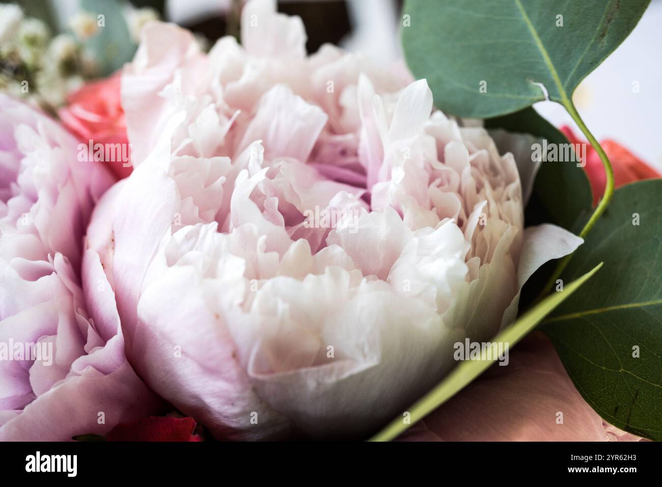 Fleur de pivoine rose douce en fleur avec feuillage vert Banque D'Images