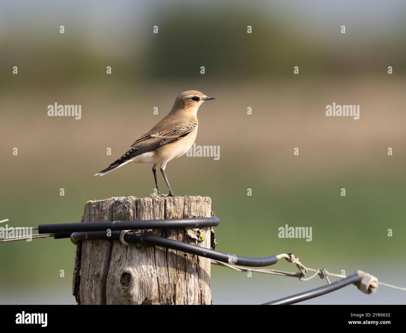 Lactoïde du nord femelle sur les niveaux de Gwent au pays de Galles Royaume-Uni [ Oenanthe Oenanthe ] Banque D'Images