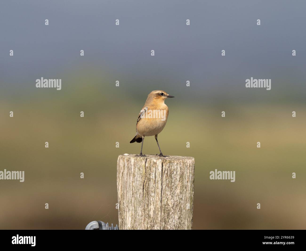 Lactoïde du nord femelle sur les niveaux de Gwent au pays de Galles Royaume-Uni [ Oenanthe Oenanthe ] Banque D'Images