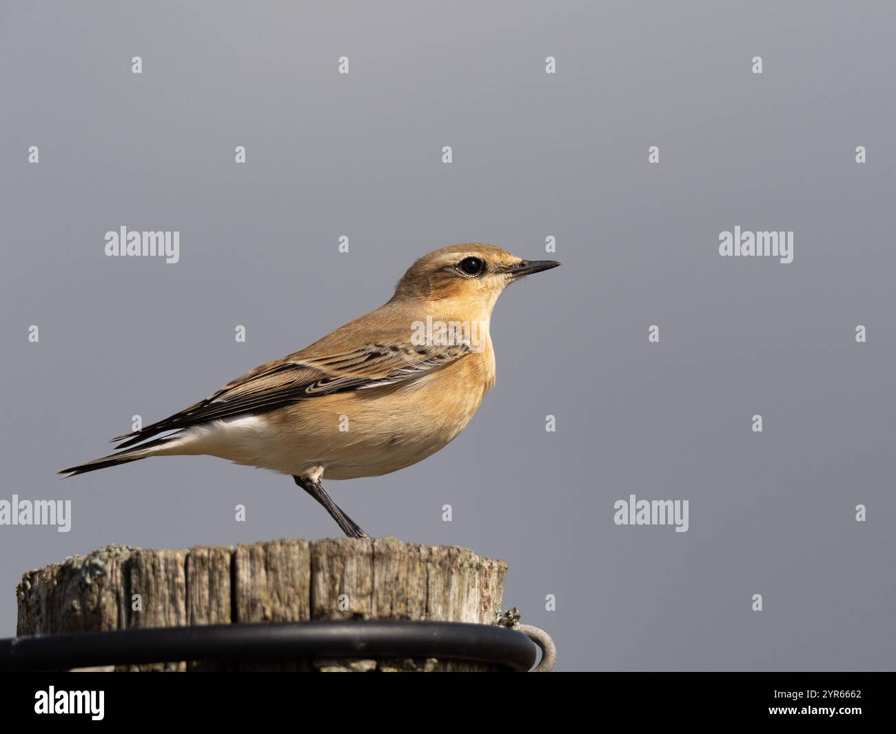 Lactoïde du nord femelle sur les niveaux de Gwent au pays de Galles Royaume-Uni [ Oenanthe Oenanthe ] Banque D'Images