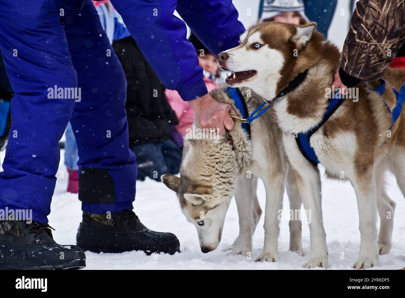 Une course de traîneau à chiens à Haliburton, Ontario, Canada montrant les chiens Husky et leurs traîneaux dans le froid hiver extérieur Banque D'Images