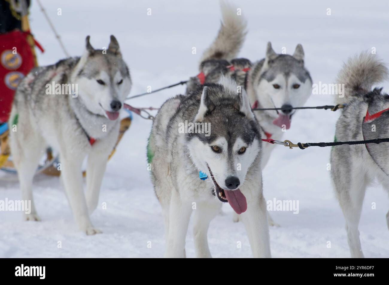 Une course de traîneau à chiens à Haliburton, Ontario, Canada montrant les chiens Husky et leurs traîneaux dans le froid hiver extérieur Banque D'Images