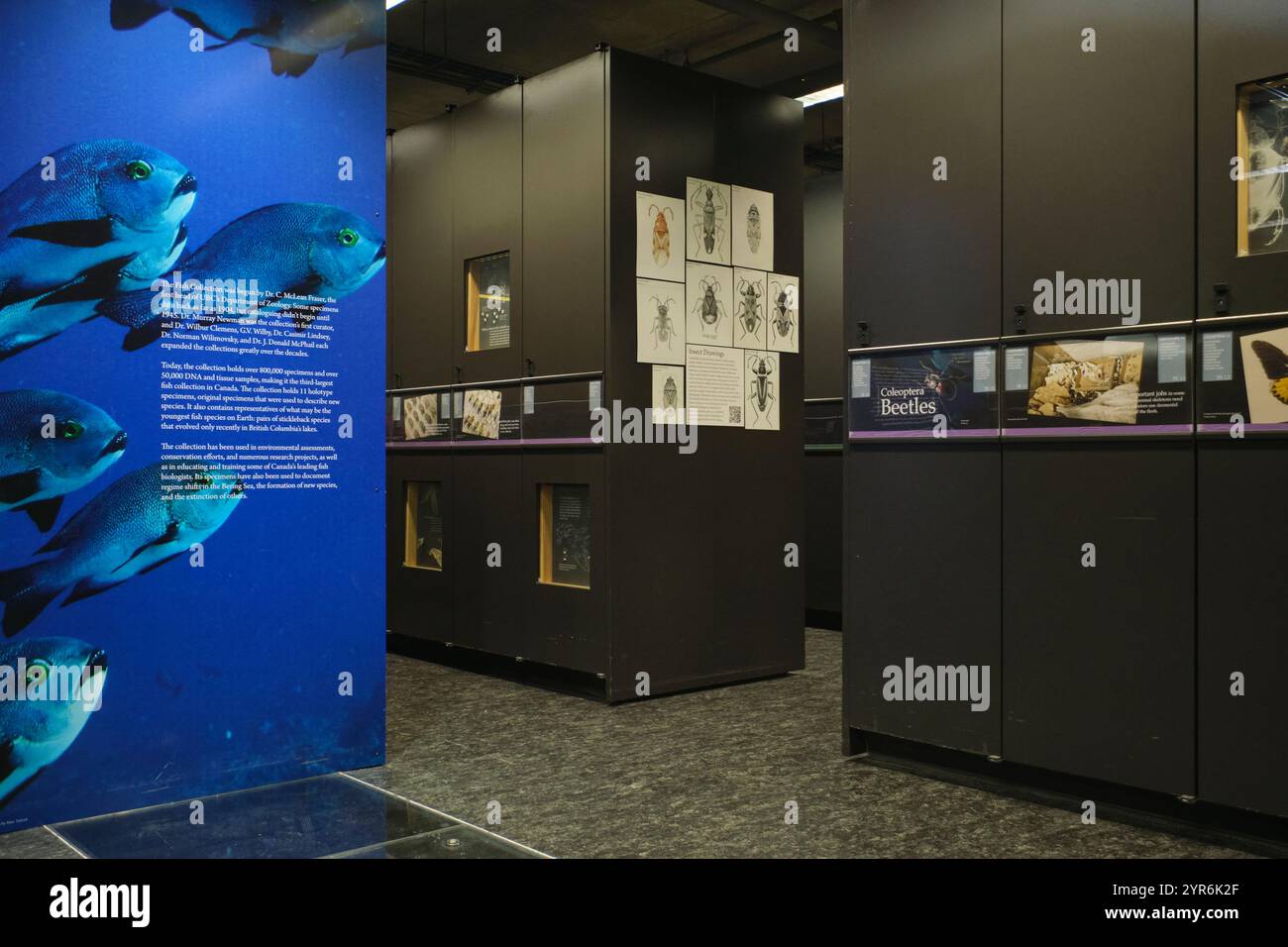 Une section avec un regard sur les insectes, les coléoptères. Au Beaty Biodiversity Museum de l'UBC à Vancouver, Colombie-Britannique, Canada. Banque D'Images