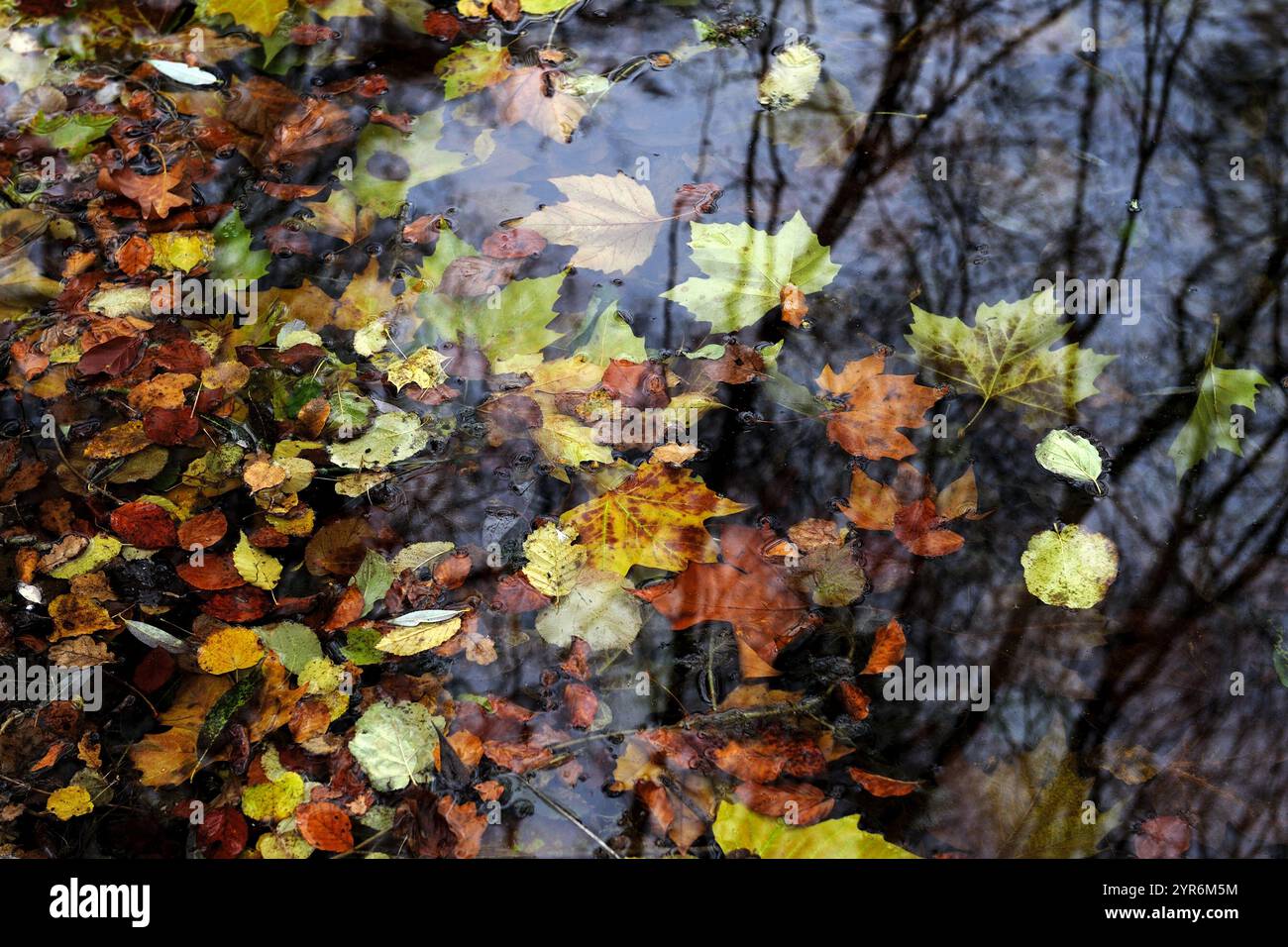 L'automne, l'arrière-plan, d'automne, marron, changements, colorées, couleurs, cycle, la terre, l'automne, de la flore, feuillage, Golden, croître, détail, Lane, feuilles, léger, naturel Banque D'Images