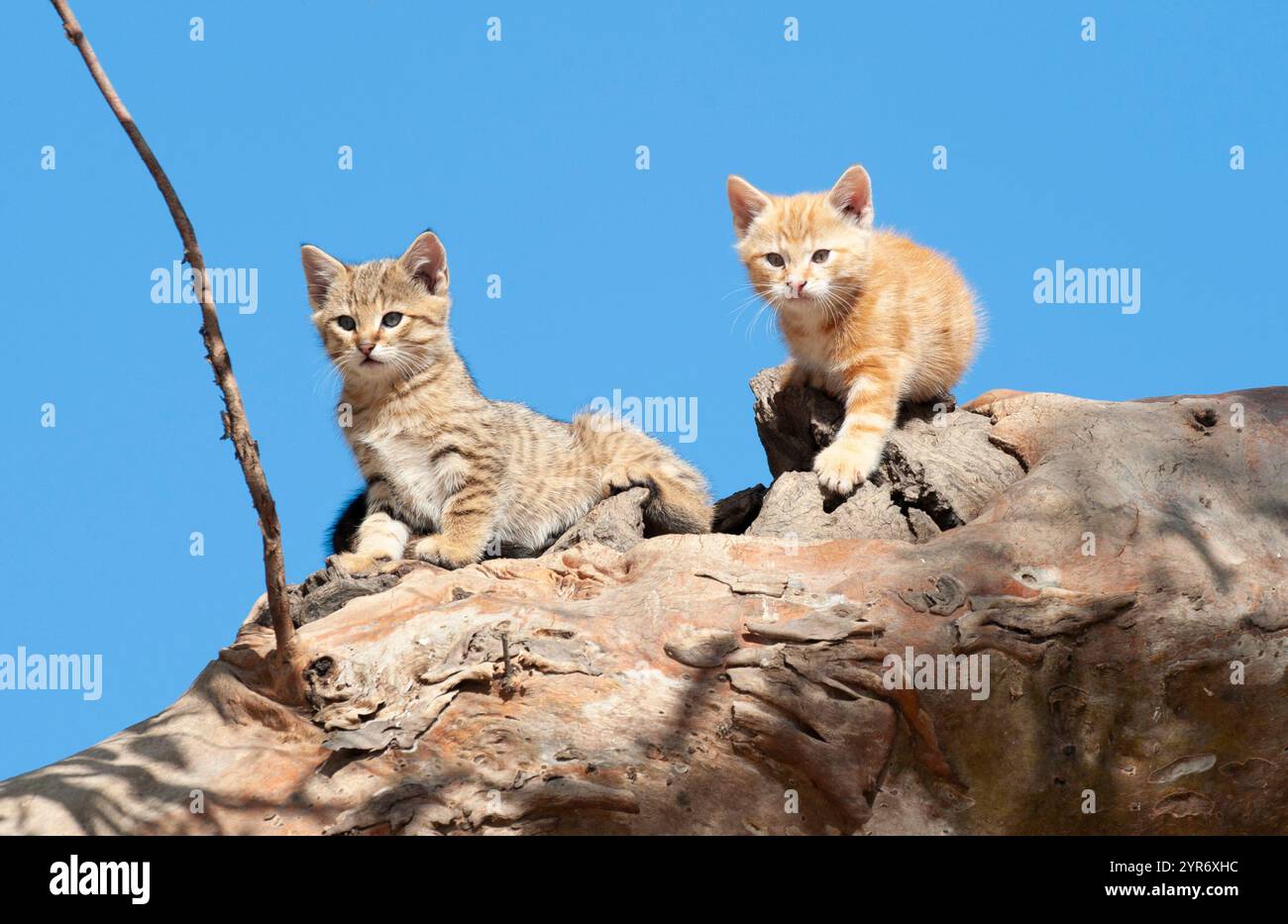 Les chatons sauvages sauvages sauvages enferment dans un arbre creux près de Cooper Creek à Innamincka, en Australie méridionale. Banque D'Images