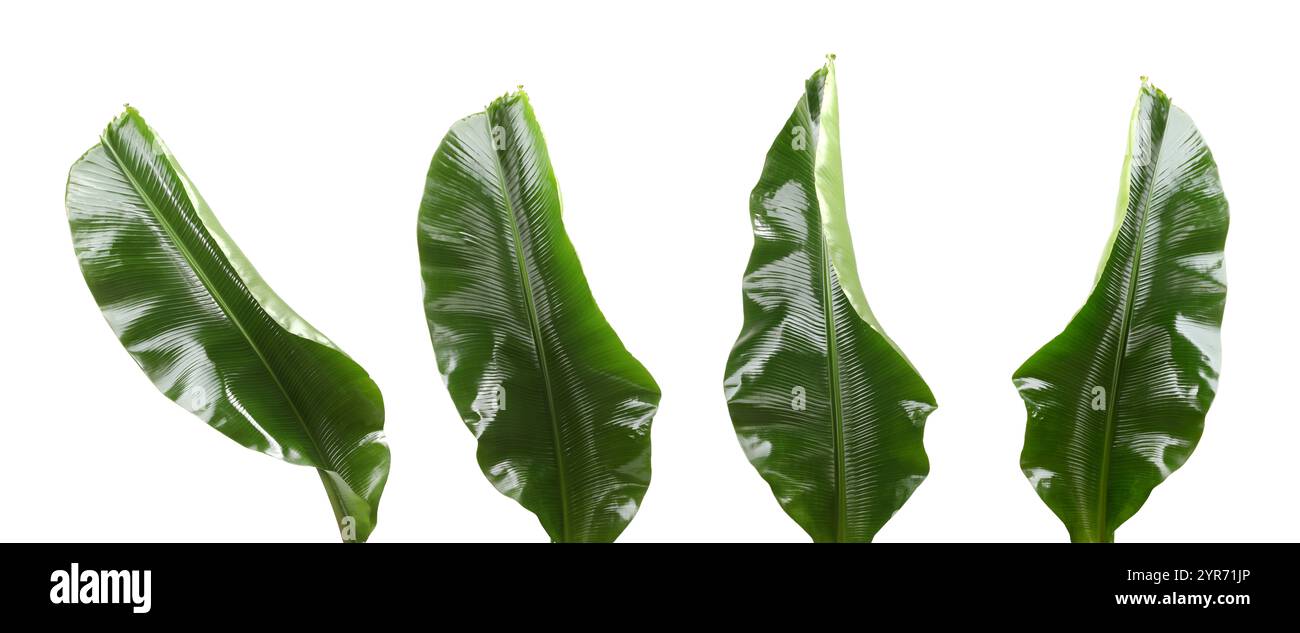 Feuilles de banane vert vif isolées sur blanc, serties Banque D'Images