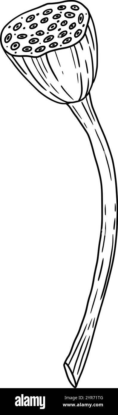 Une illustration vibrante d'une belle gousse de graines de lotus, mettant en valeur sa structure unique et sa forme exquise. Graphismes vectoriels en noir et blanc dessinés à la main en dessin au trait pour les matériaux imprimés, les intérieurs et plus encore. Illustration de Vecteur
