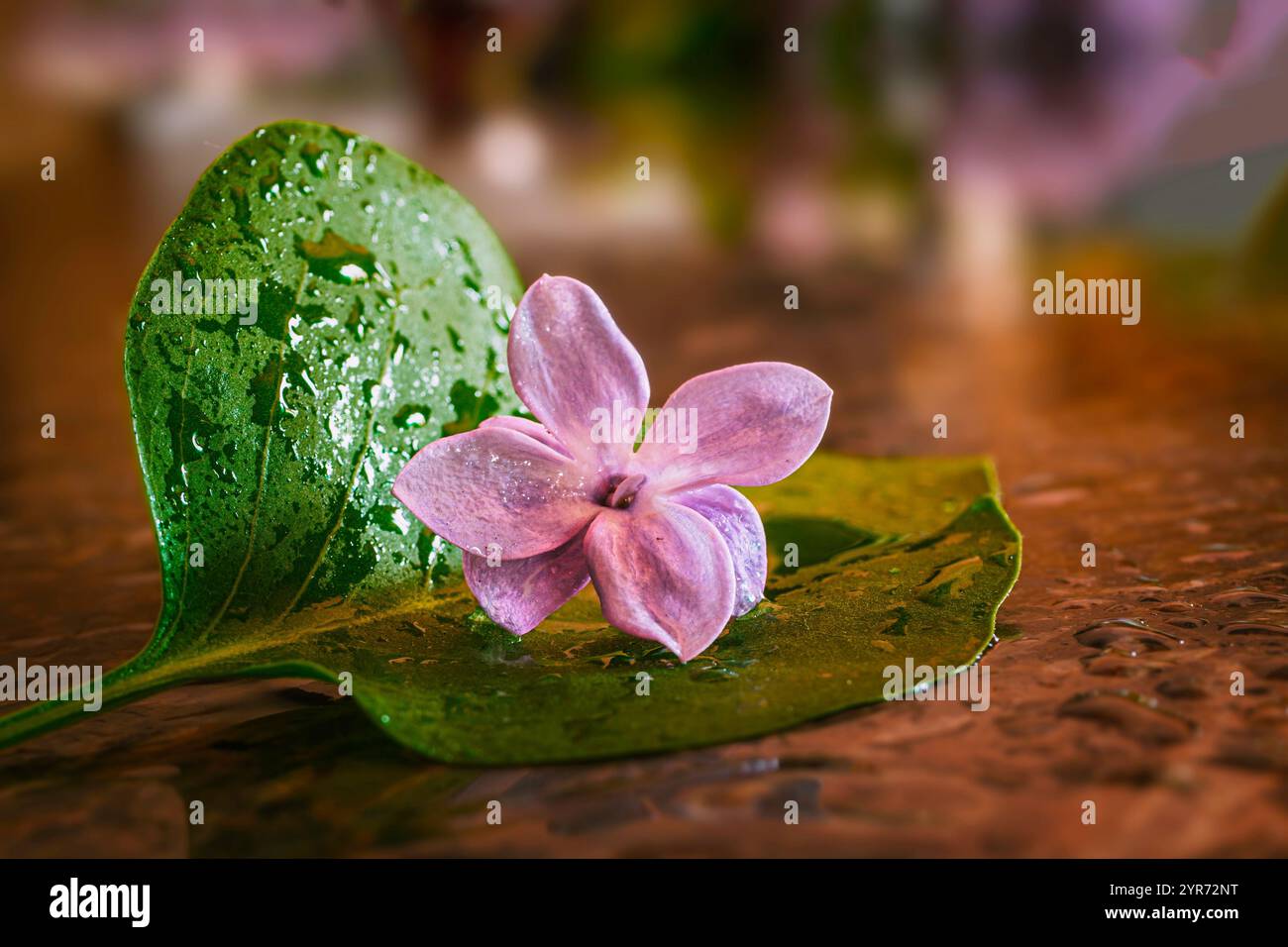 Fleur de lilas pourpre (Syringa vulgaris) sur une feuille verte avec des gouttelettes d'eau, Hamilton, Ontario. Banque D'Images