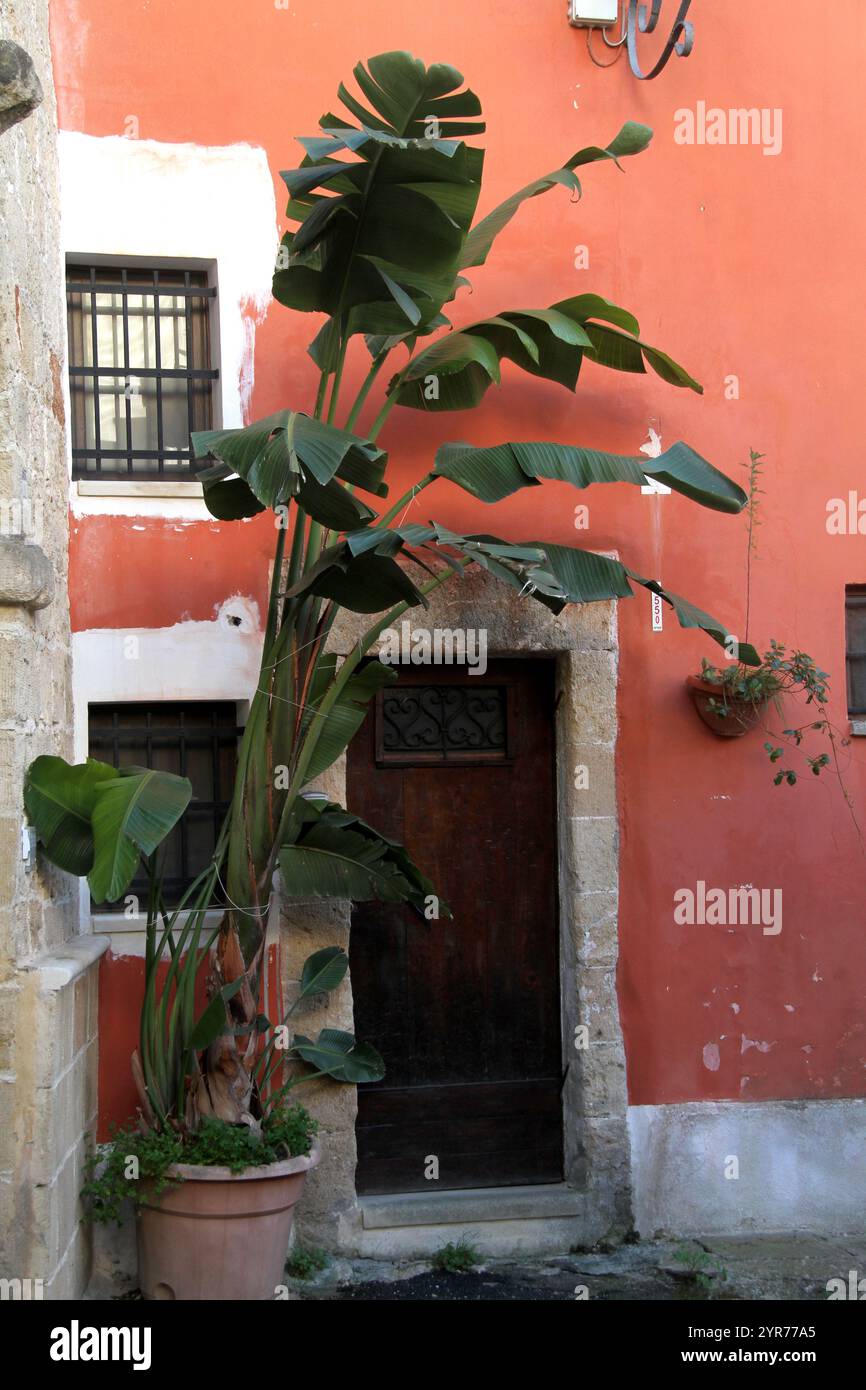 Une grande plante Strelitzia Nicolai en pot par l'entrée d'une maison en Italie Banque D'Images