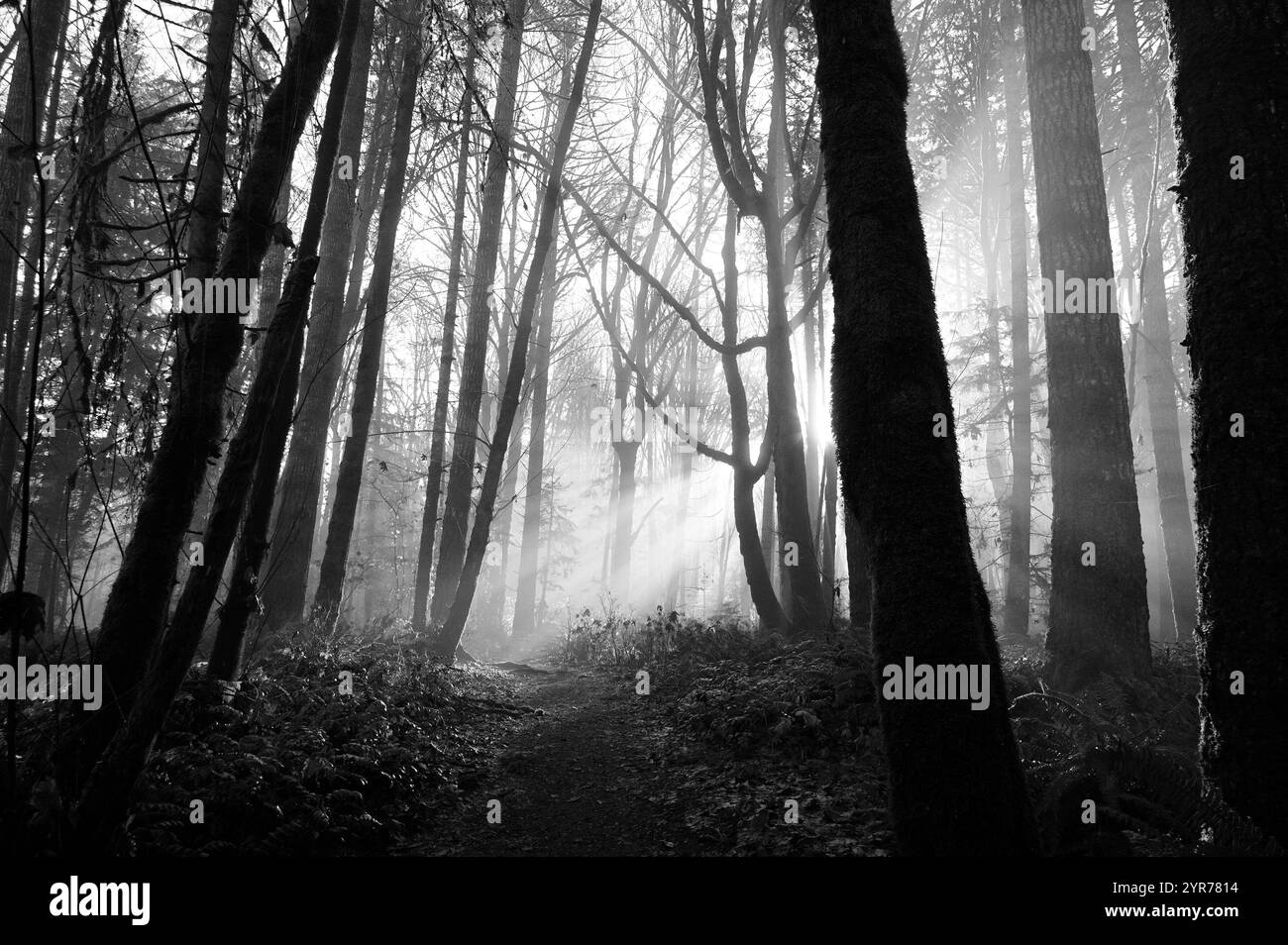 Personne marchant dans un bois brumeux, Courtenay, Comox Valley, Île de Vancouver, Colombie-Britannique, Canada Banque D'Images