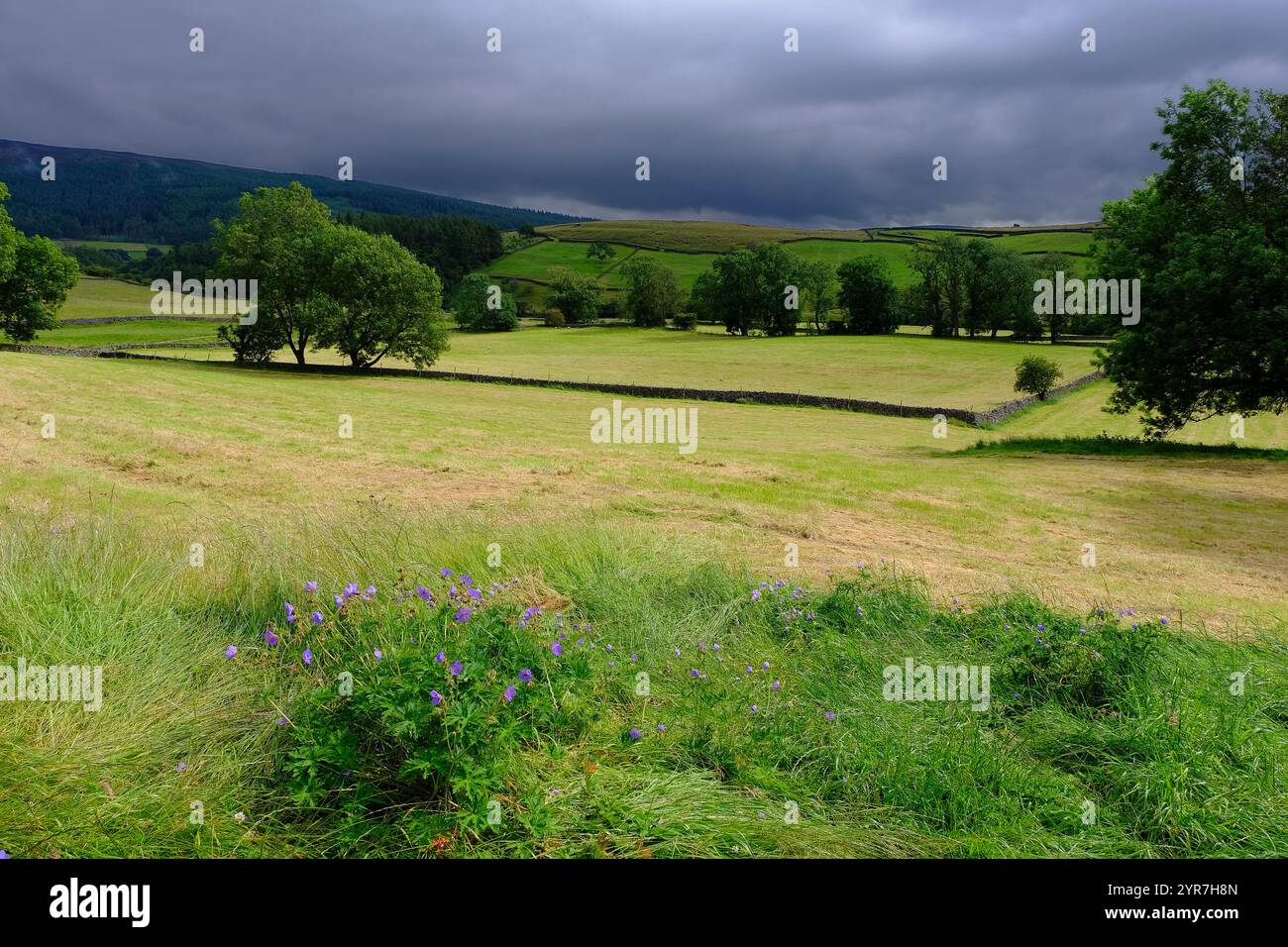 Appletreewick : paysage de Wharfedale avec soleil, fleurs et nuages sombres à Appletreewick, North Yorkshire, Angleterre, Royaume-Uni Banque D'Images