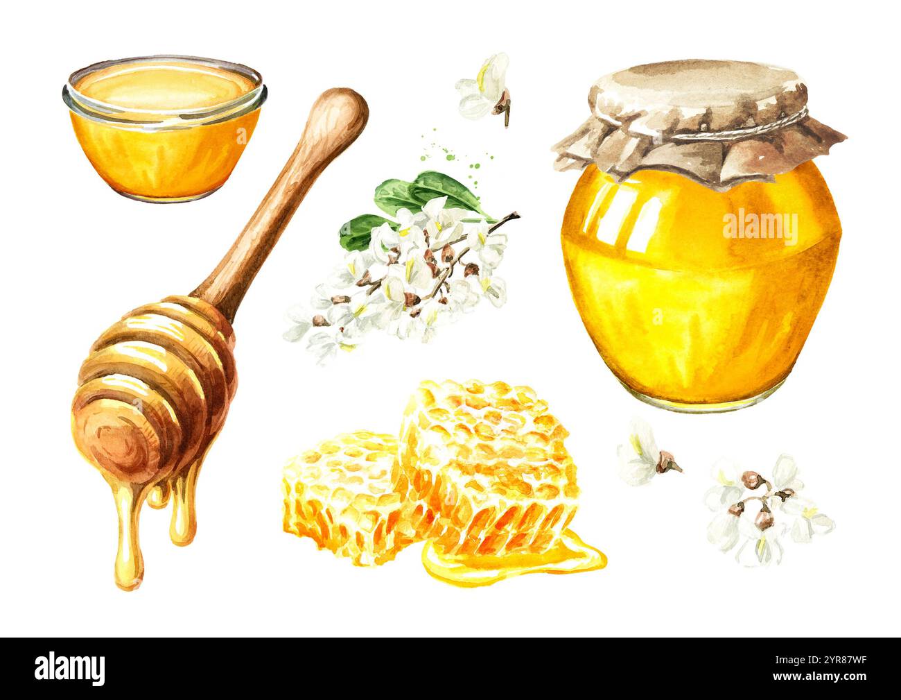 Ensemble miel doux, nid d'abeille cru frais avec pot en verre, trempette en bois et fleur d'acacia ou de Sophora Japonica. Illustration dessinée à l'aquarelle à la main isolée Banque D'Images