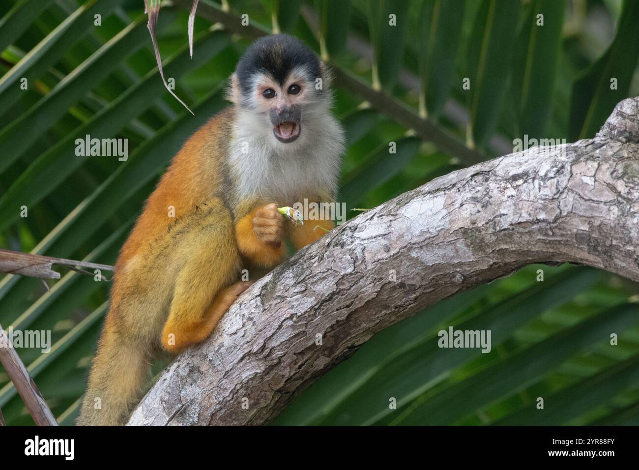Singe écureuil d'Amérique centrale couronné noir (Saimiri oerstedii oerstedii) mangeant un insecte dans le parc national du Corcovado, péninsule d'Osa, Costa Rica. Banque D'Images