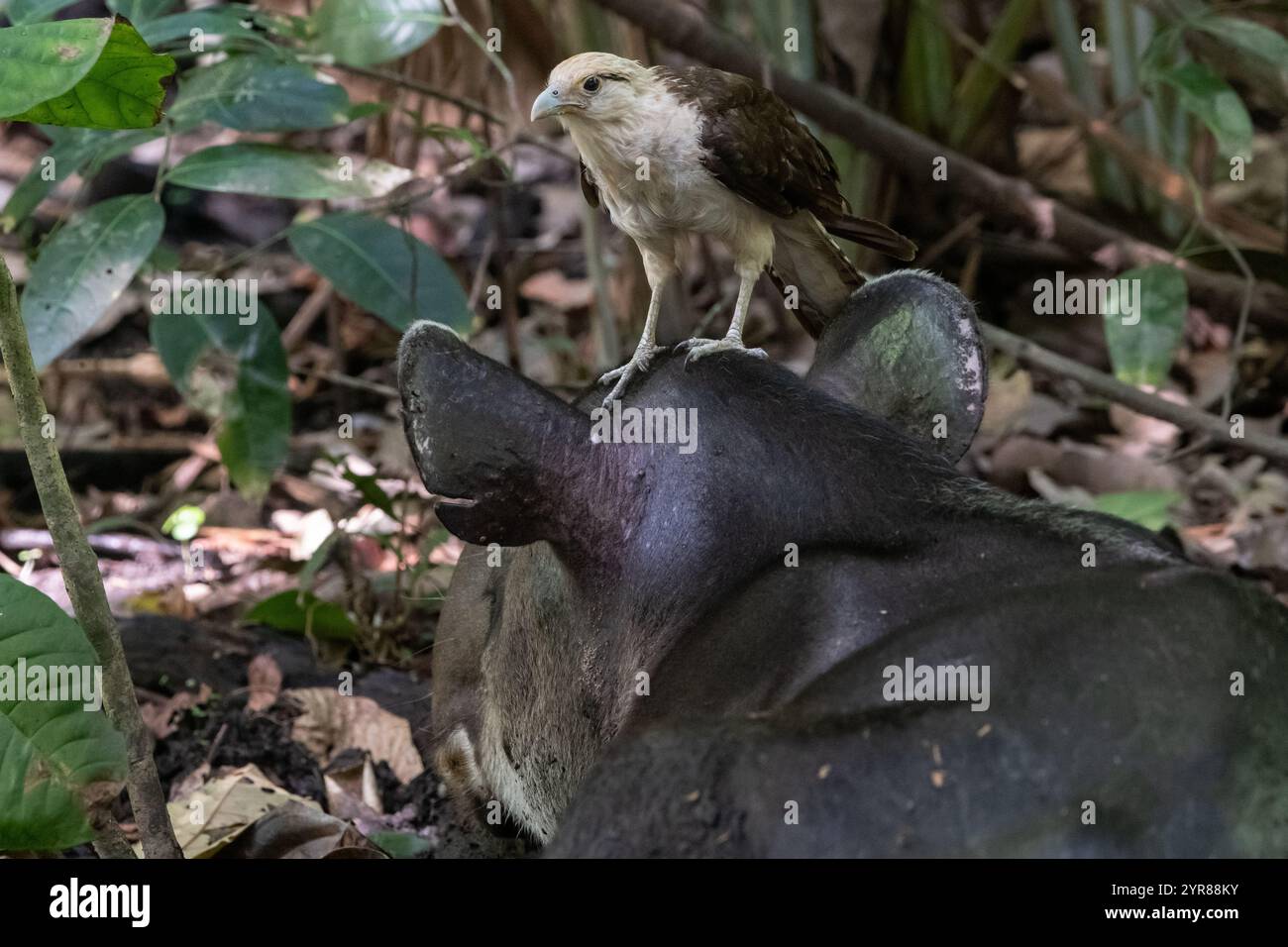 Caracara à tête jaune (Daptrius chimachima) assis sur un tapir de Baird (Tapirus bairdii), l'oiseau ramasse des parasites sur le mammifère vallonné. Banque D'Images