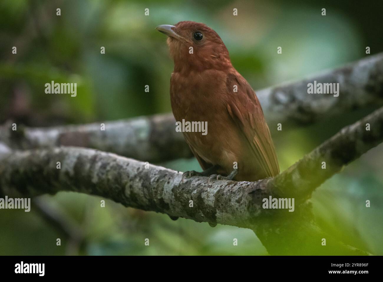 Le piha roux (Lipaugus unirufus) est un oiseau de la forêt tropicale que l'on trouve dans la forêt du centre et du nord de l'Amérique du Sud. Banque D'Images