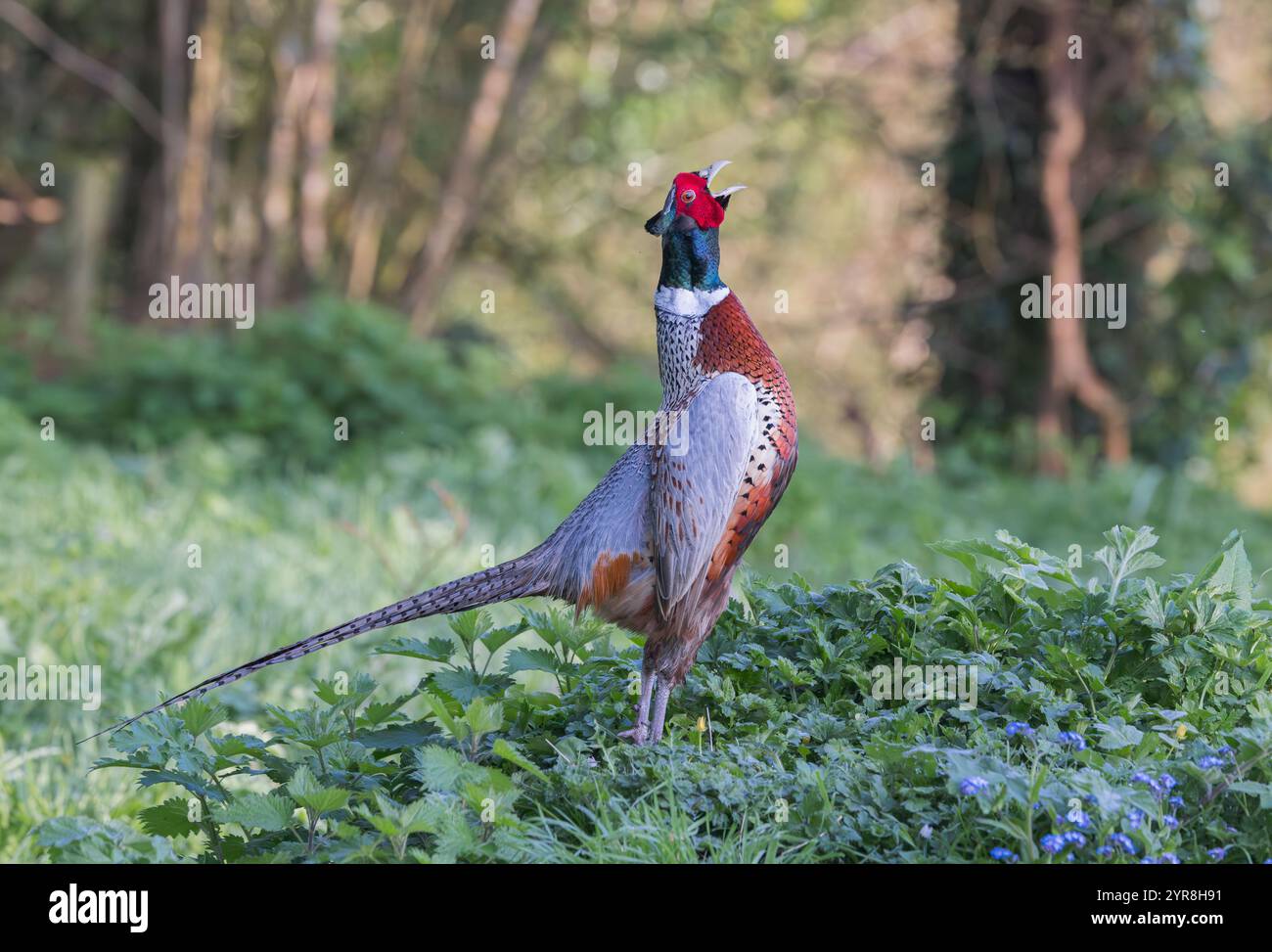 Faisan commun [ Phasianus colchicus ] oiseau mâle exposé Banque D'Images