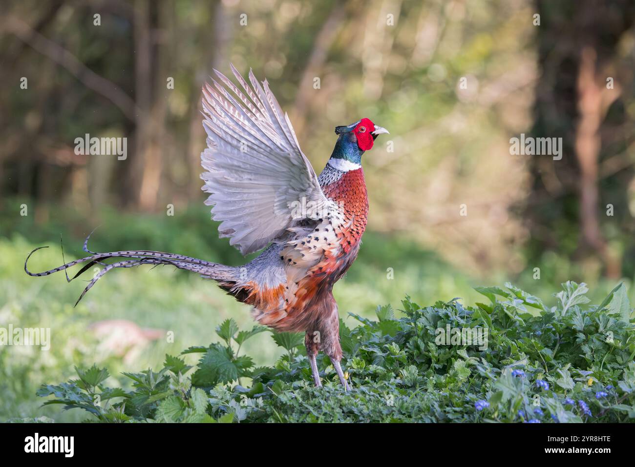 Faisan commun [ Phasianus colchicus ] oiseau mâle exposé Banque D'Images