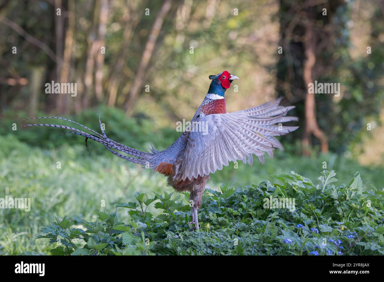 Faisan commun [ Phasianus colchicus ] oiseau mâle exposé Banque D'Images