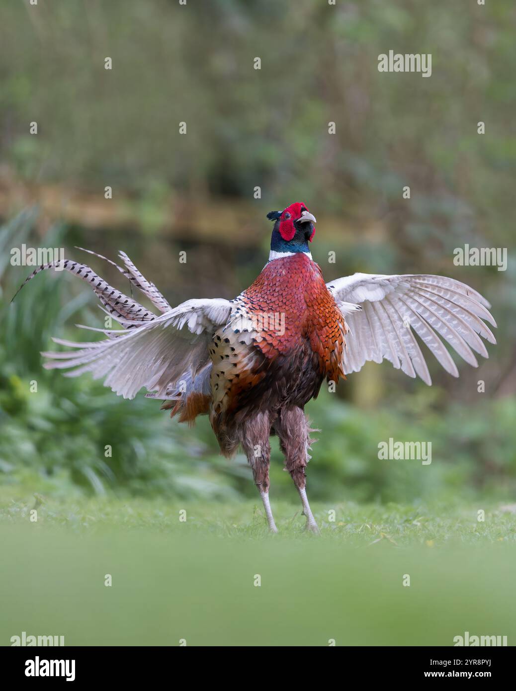 Faisan commun [ Phasianus colchicus ] oiseau mâle exposé Banque D'Images