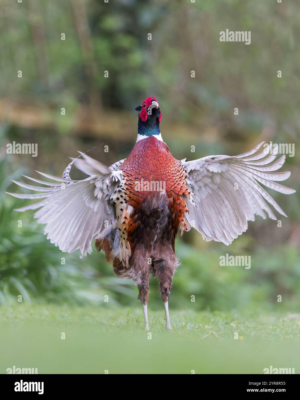 Faisan commun [ Phasianus colchicus ] oiseau mâle exposé Banque D'Images