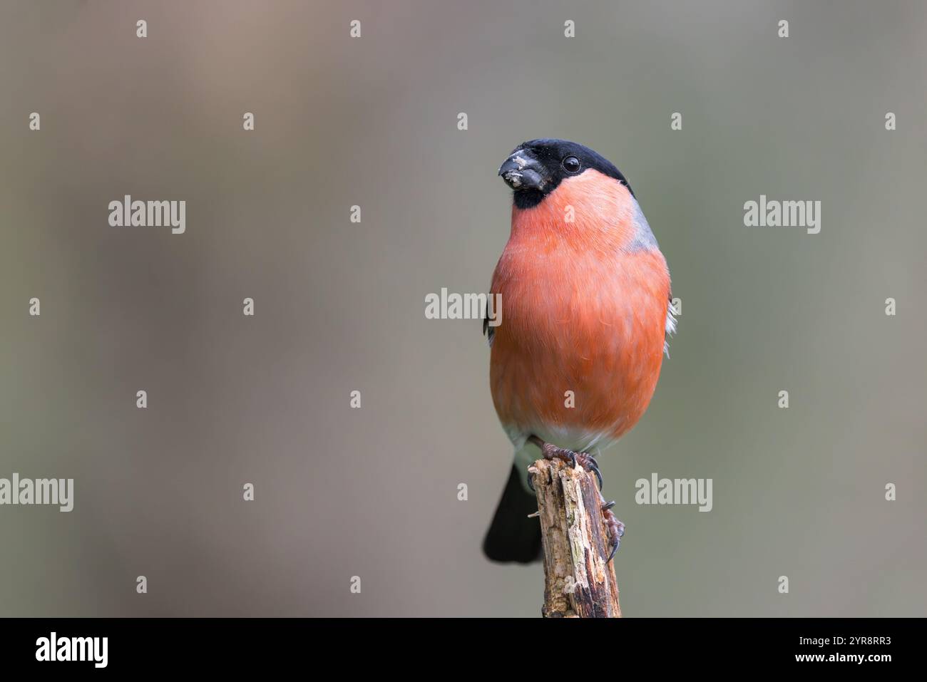 Bullfinch eurasien [ Pyrrhula pyrrhula ] sur perche en bois Banque D'Images
