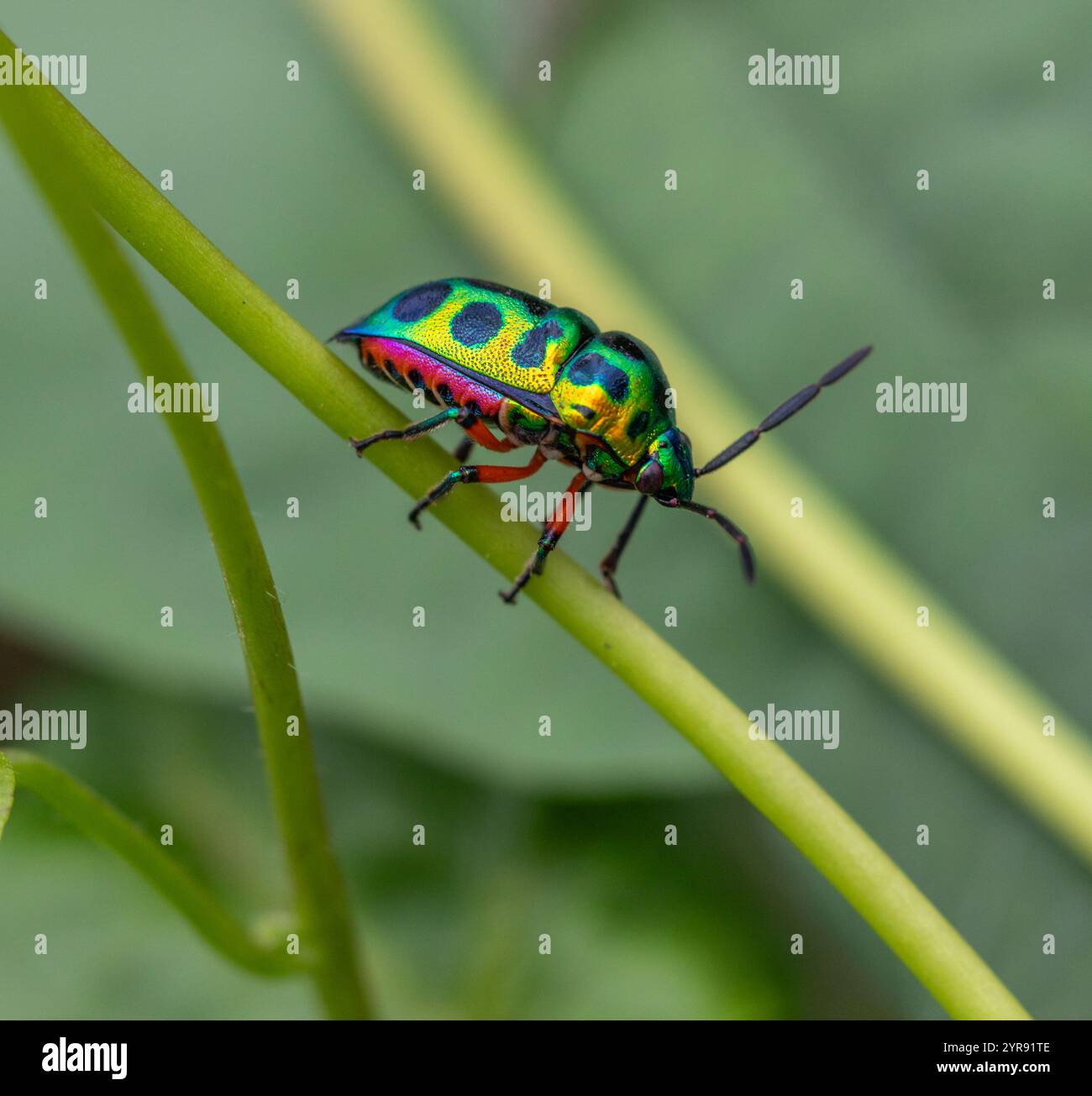 Jewel Bug Banque D'Images