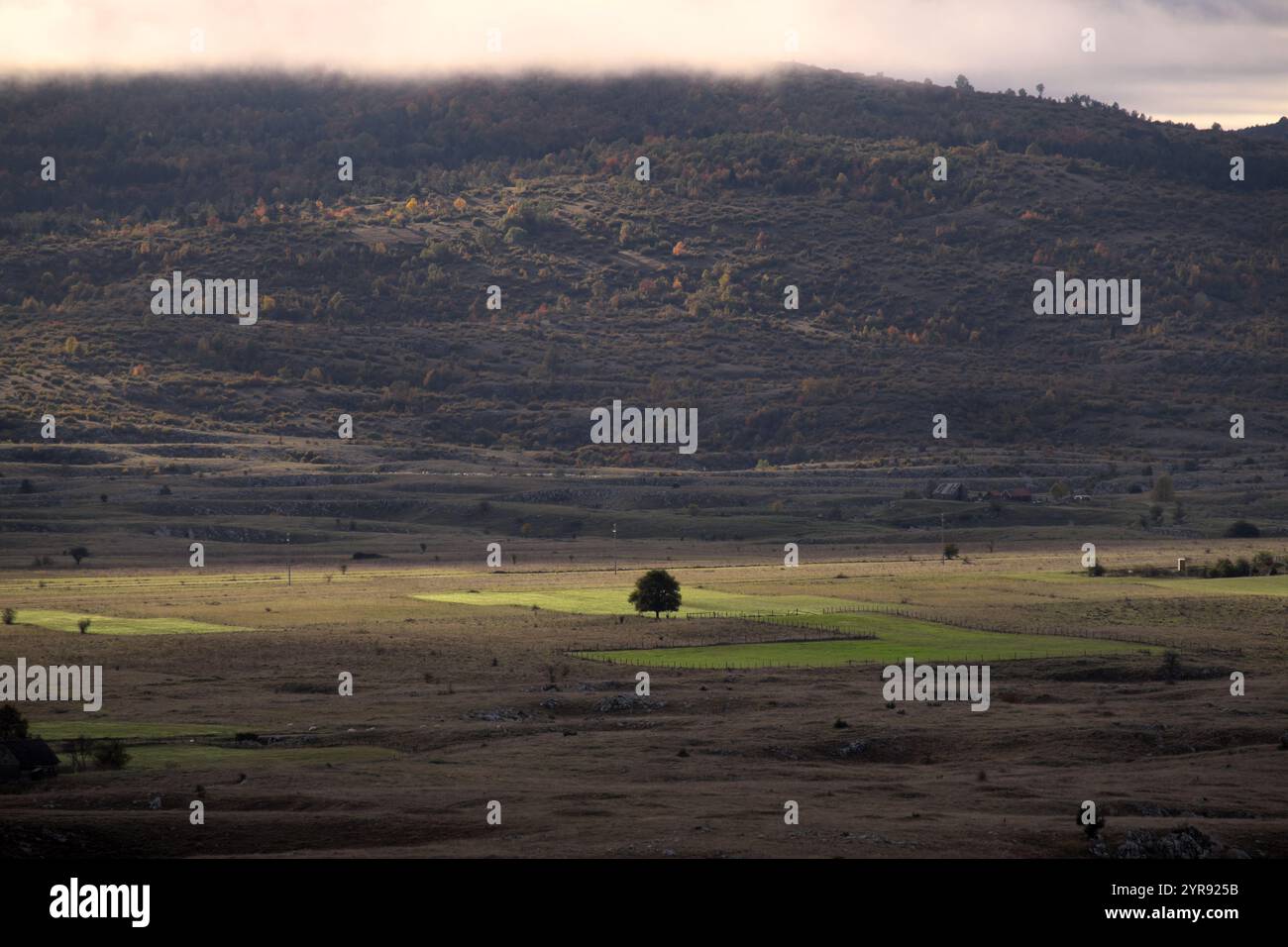 Paysage rural avec arbre éloigné en lumière entre Drvar et Glamoc, Bosnie-Herzégovine Banque D'Images