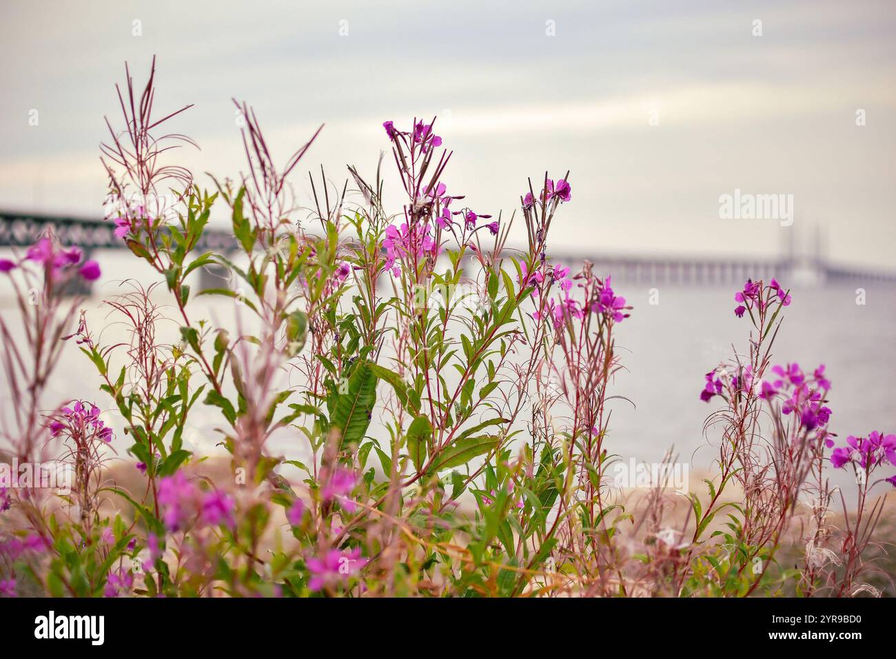Image floue du pont d'Oresund. Banque D'Images