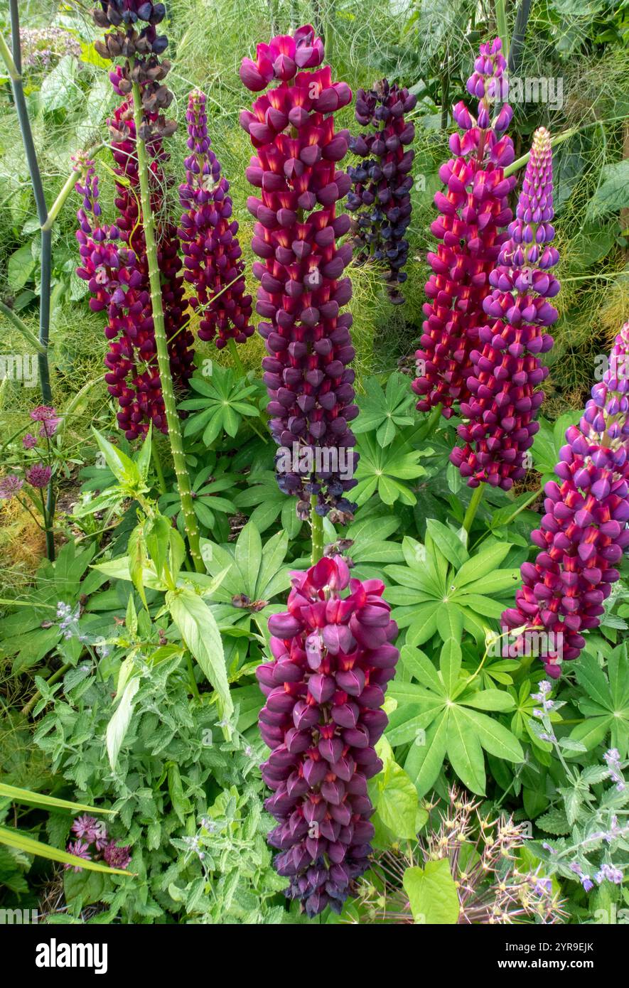 Chef-d'œuvre de lupin, grand lupin magenta rose foncé, lupinus. Banque D'Images