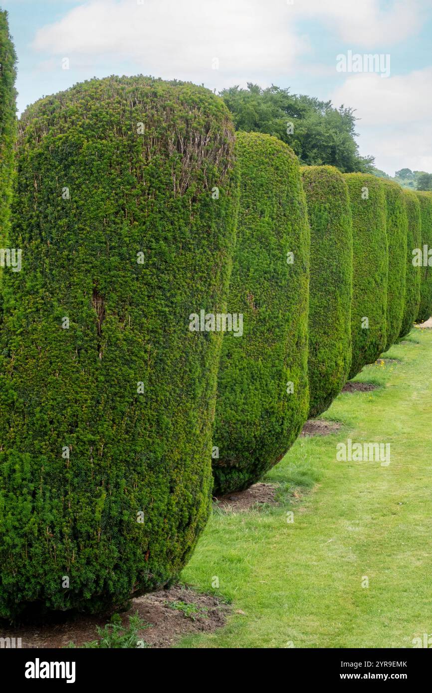 Haie d'if topiaire façonnée, fixée en colonnes hautes. Banque D'Images