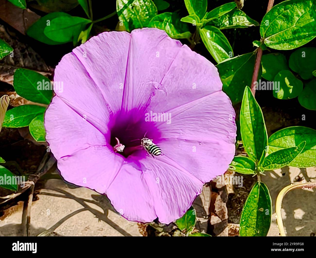 petite abeille à la recherche de nourriture sur des fleurs violettes Banque D'Images