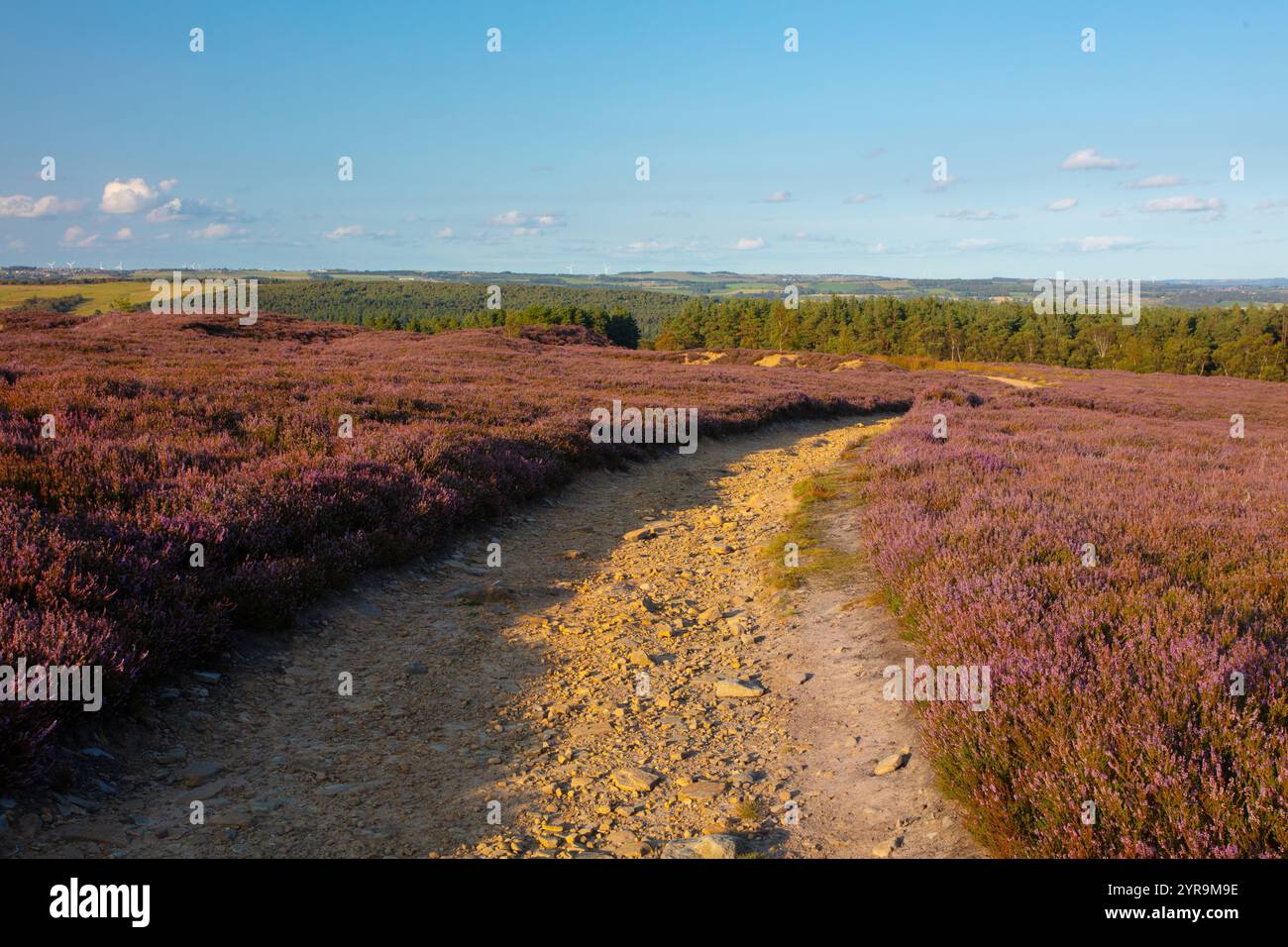 Farm Track à travers la lande couverte de Heather avec la forêt de Hamsterley au loin. Comté de Durham, Angleterre, Royaume-Uni. Banque D'Images