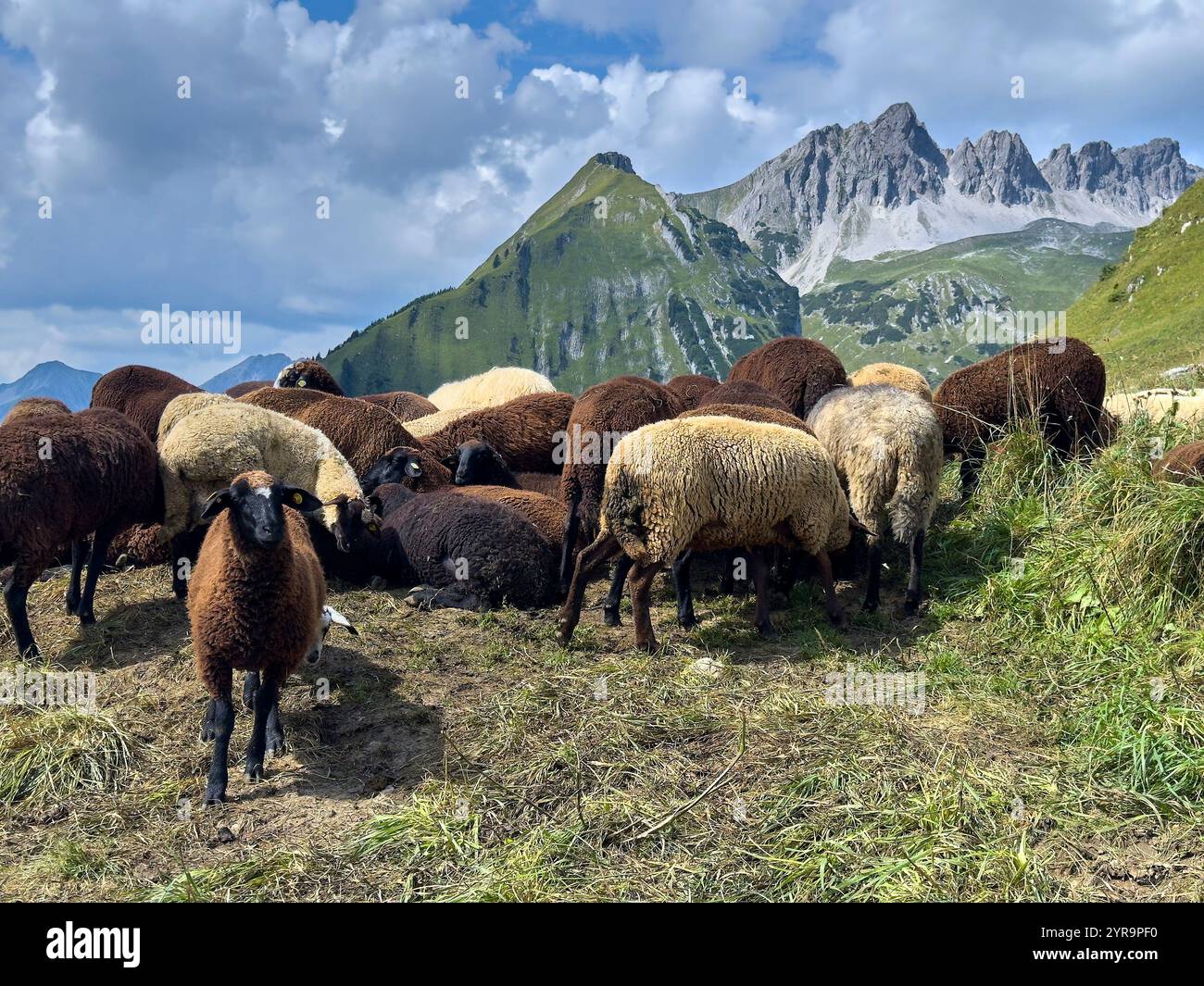 Haldensee, Autriche. 02 septembre 2024. Mountainbiker rencontre un troupeau de moutons sur la piste jusqu'à Haeselgehrer Berg en automne le 2 septembre 2024 à Elbigenalp, Lechtal, Autriche. Photographe : ddp images/STAR-images crédit : ddp Media GmbH/Alamy Live News Banque D'Images