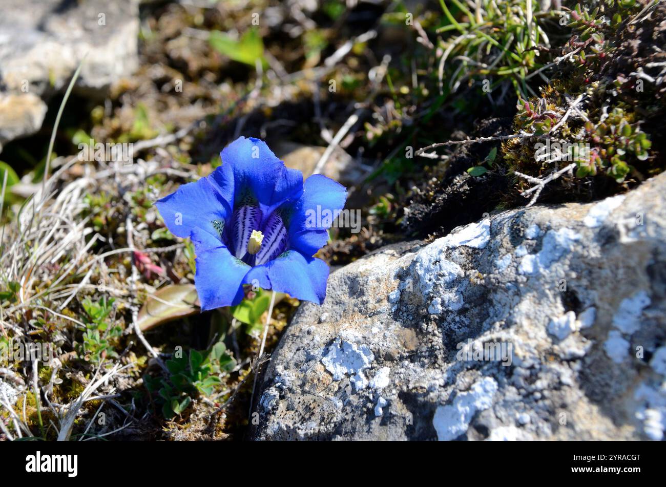 Gentiane sans tige ou gentiane trompette (gentiana kochiana) *** légende locale *** Banque D'Images